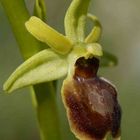Die "Spinne" Ophrys sphegodes