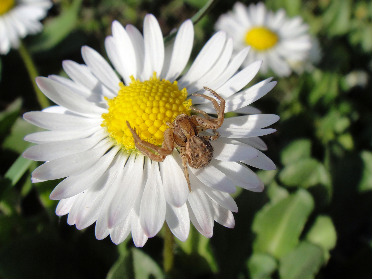 Die Spinne sonnt sich