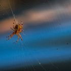 Die Spinne sonnt sich im Abendlicht.