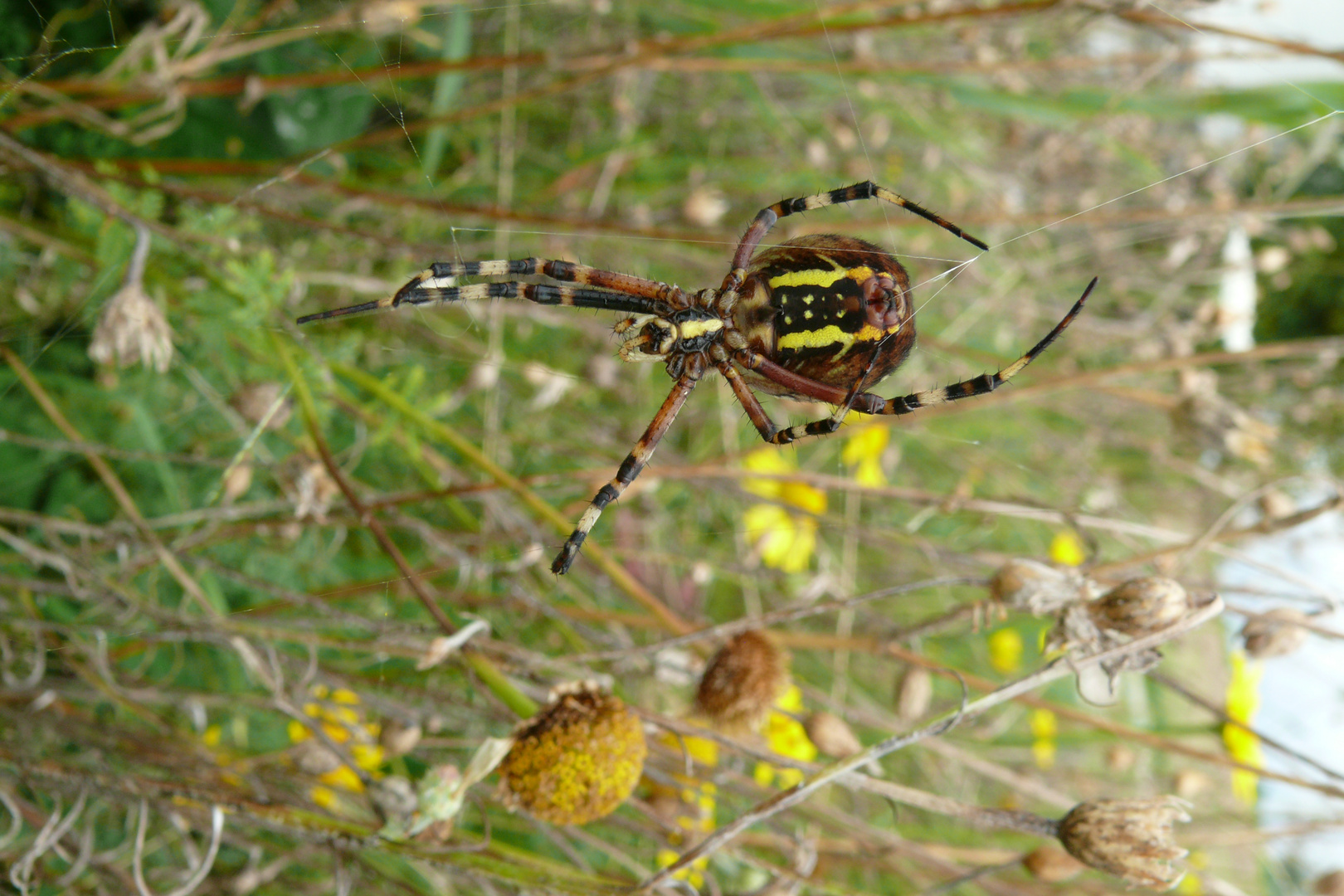 Die Spinne spinnt