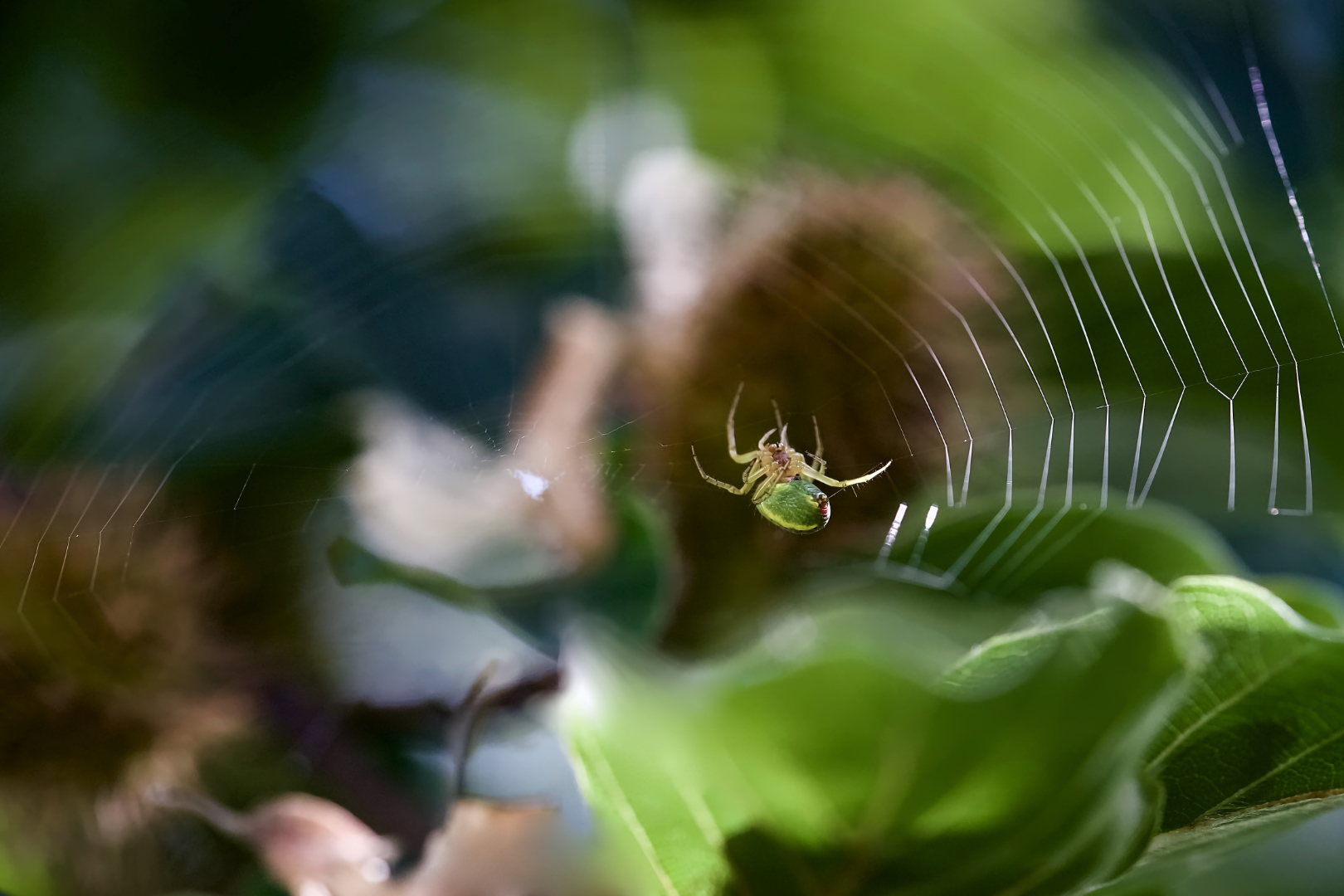 Die Spinne spinnt