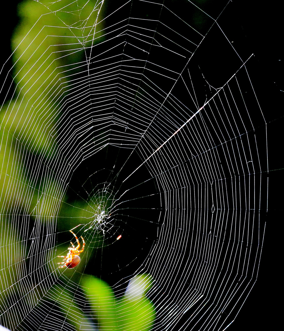 die Spinne und das Netz...