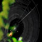 die Spinne und das Netz...