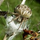 Die Spinne und ihr Nest