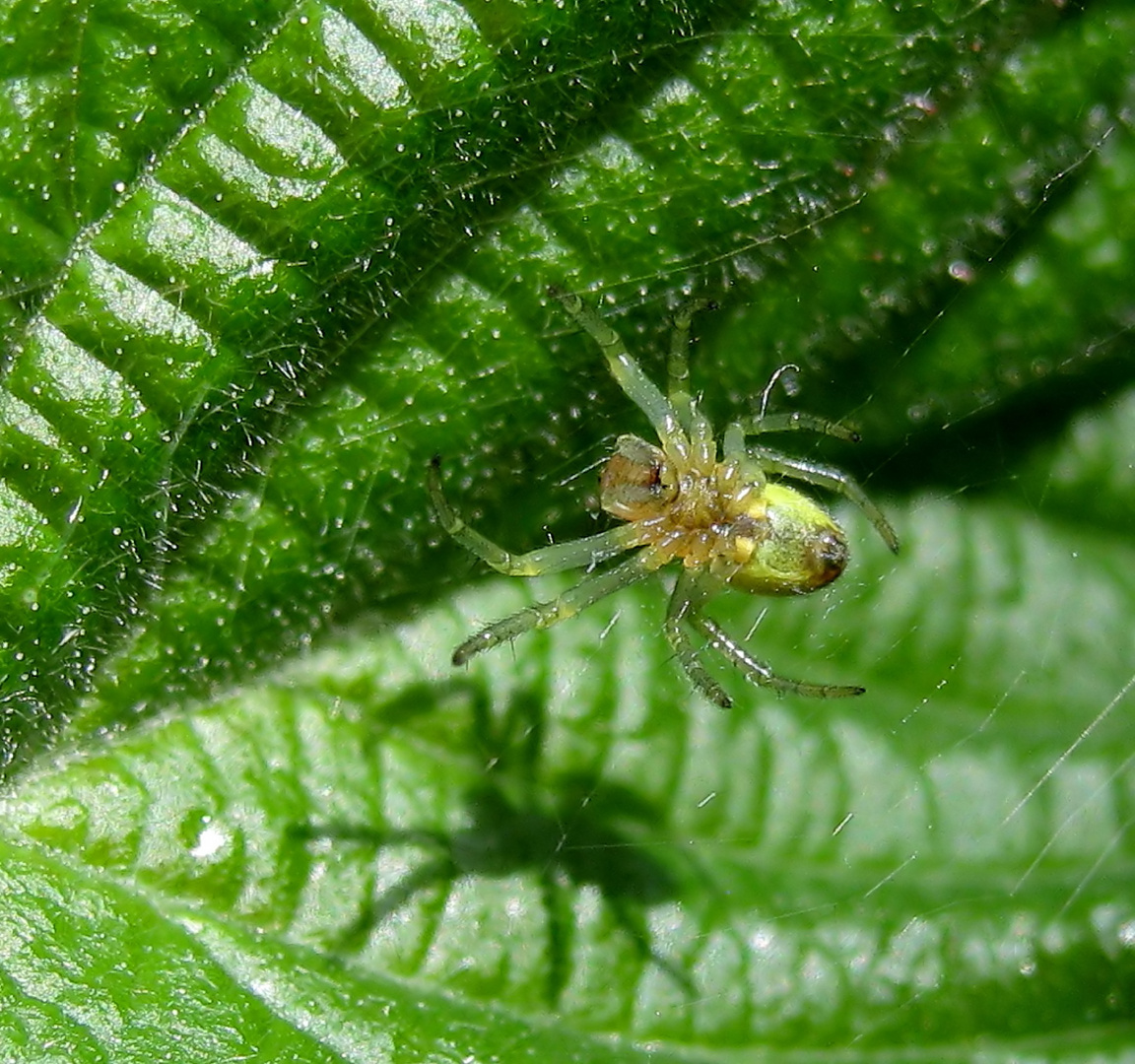 Die Spinne und ihr Schatten