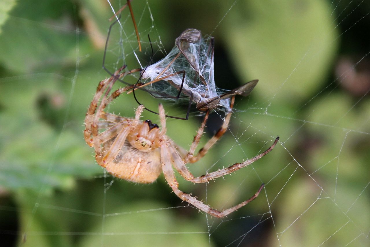 Die Spinne und ihr Vorrat