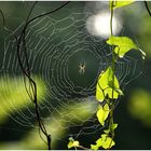 Die Spinne und ihr Werk