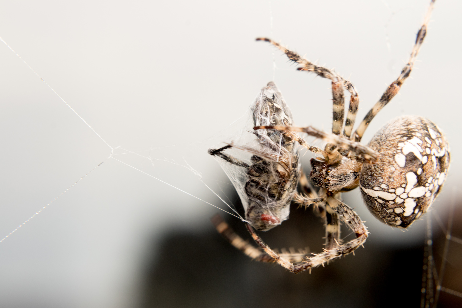 Die Spinne und ihre Beute