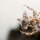 Die Spinne und ihre Beute