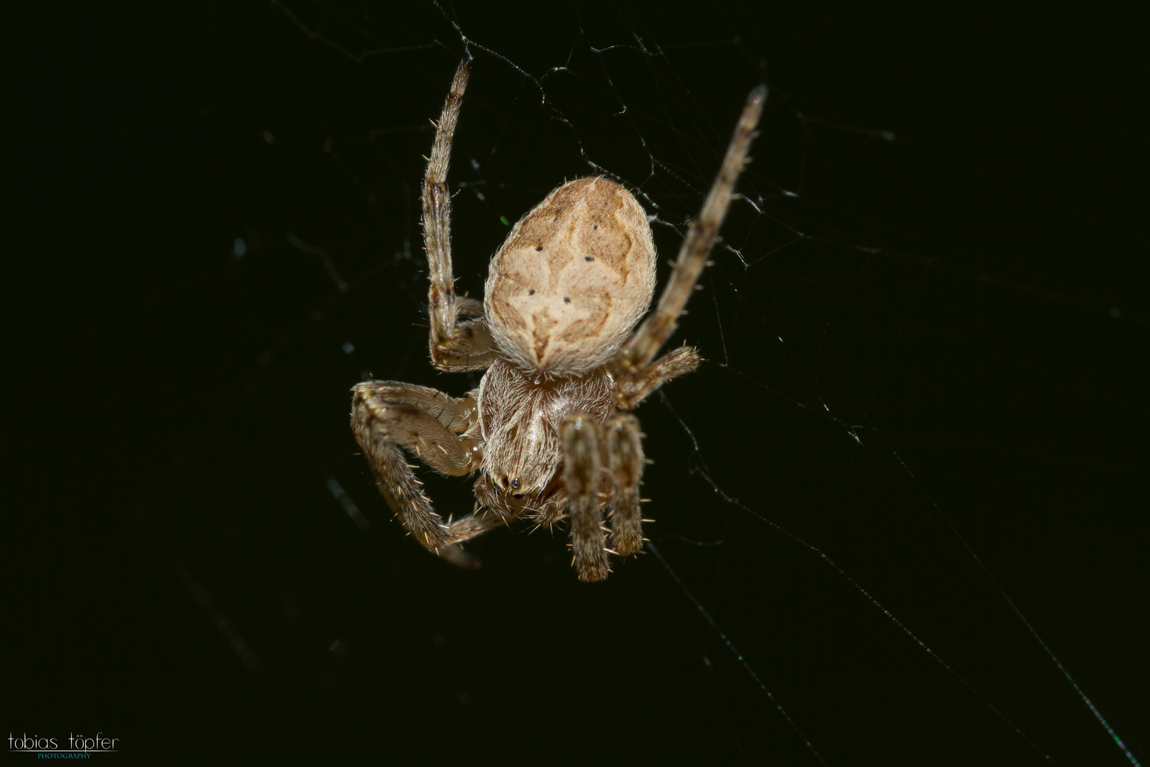 Die Spinne vom Balkon