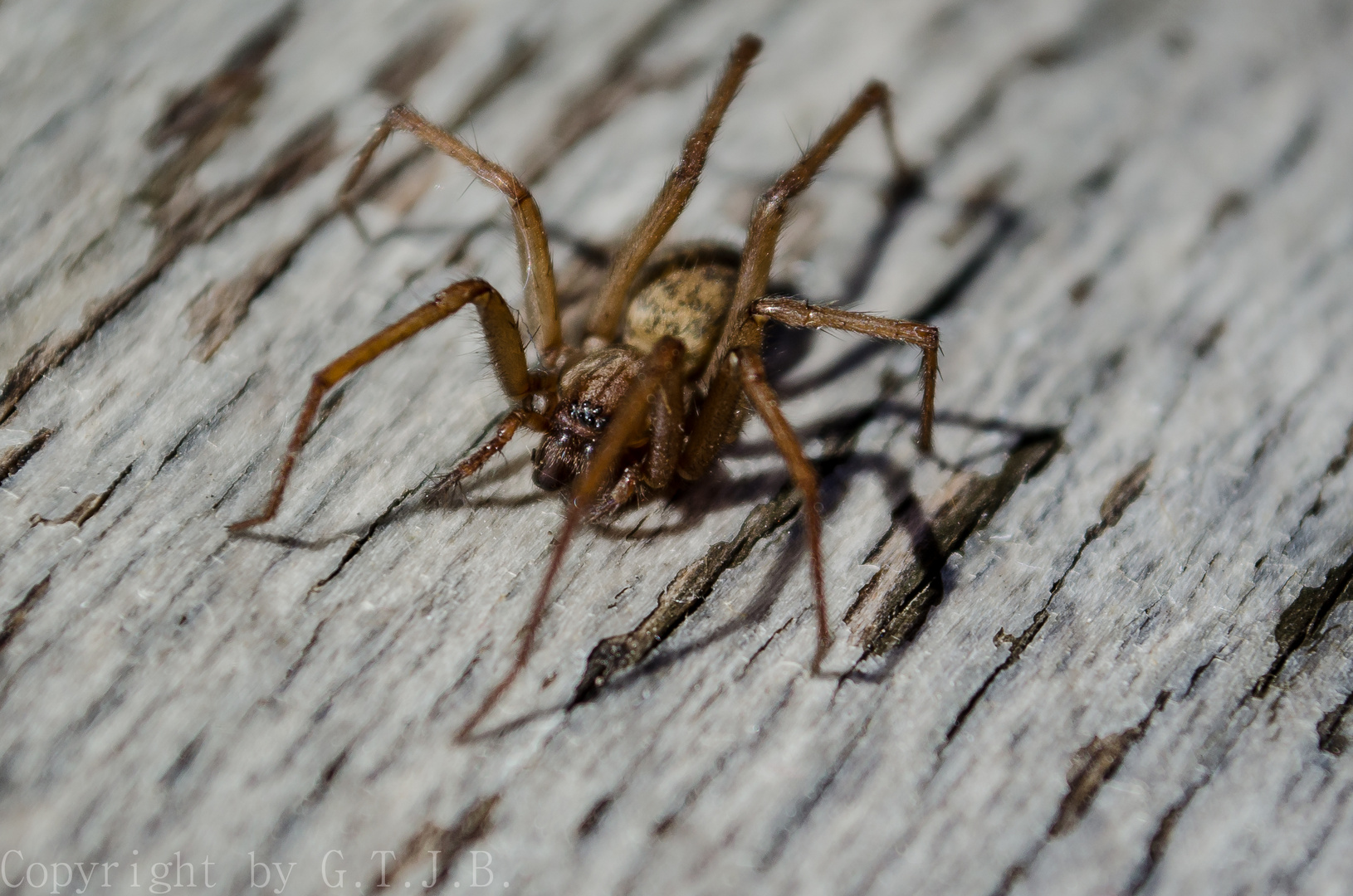 Die Spinne vom Balkon