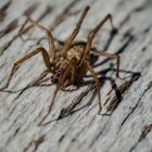 Die Spinne vom Balkon