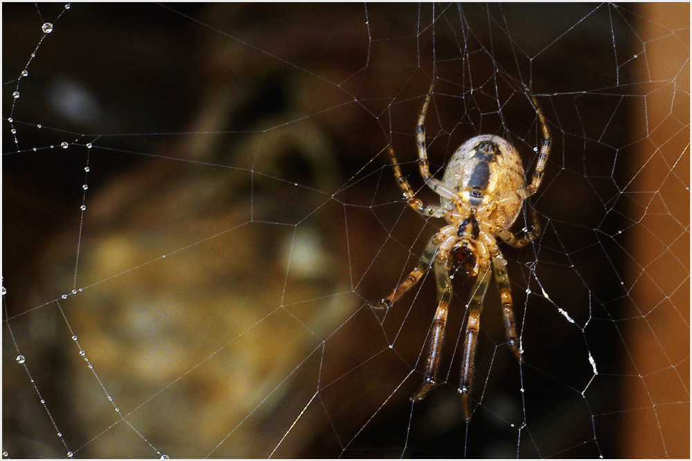 Die Spinne vom Holzstapel