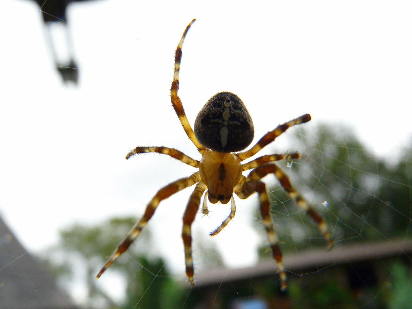 Die Spinne vor meinem Fenster