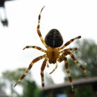 Die Spinne vor meinem Fenster