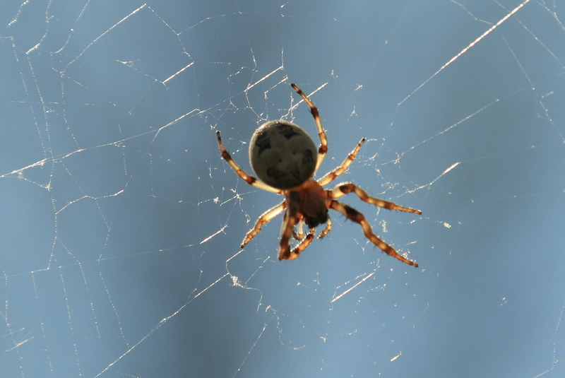 Die Spinne wartet schon!