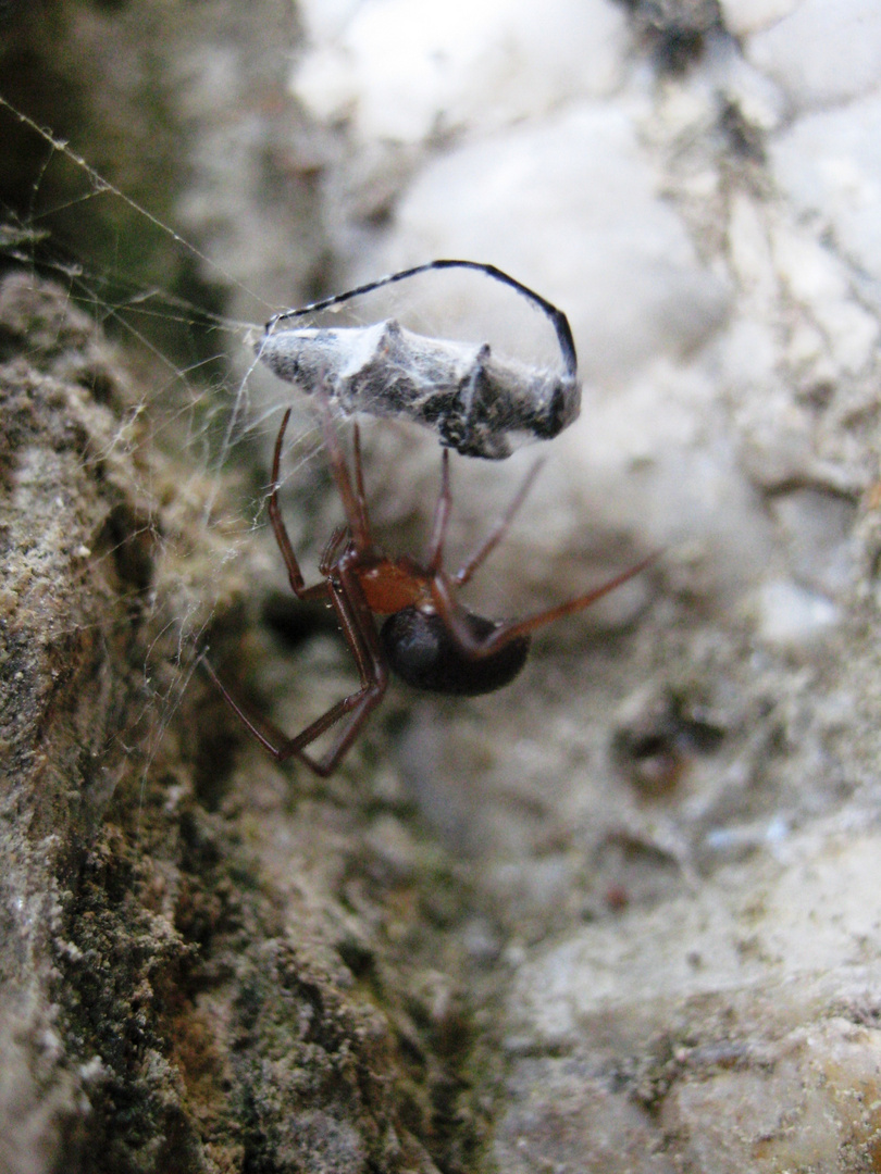 Die Spinne wickelt ihre Beute ein