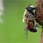 Die spinnen, die Spinnen!