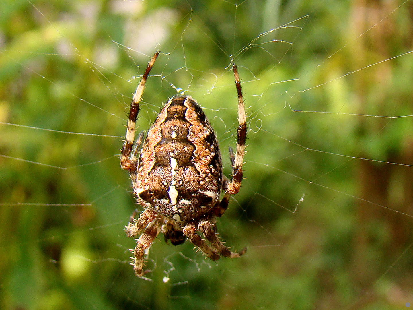 die spinnen im garten..;) Foto & Bild tiere