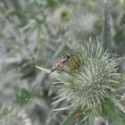 Die Spinnenfäden sind gespannt - aber die Schlupfwespe hatte Glück