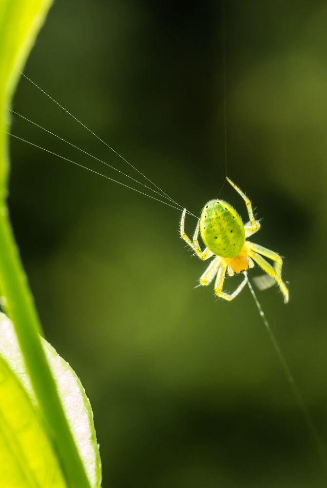 Die spinnt wohl !!        Kürbisspinne (Araniella cucurbitina)