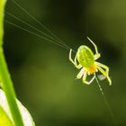 Die spinnt wohl !!        Kürbisspinne (Araniella cucurbitina)