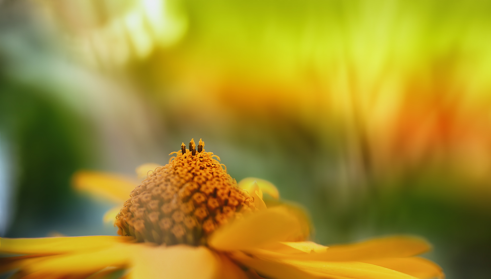 die spitze der blüte genießen ...