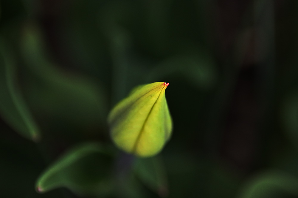 die Spitze der Tulpenknospe