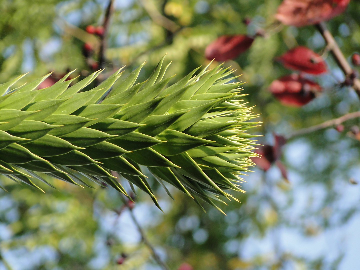 Die Spitze des Baumes.