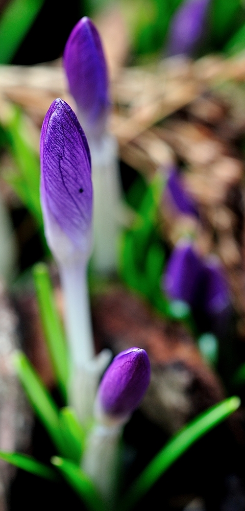 Die Spitze des Frühlings