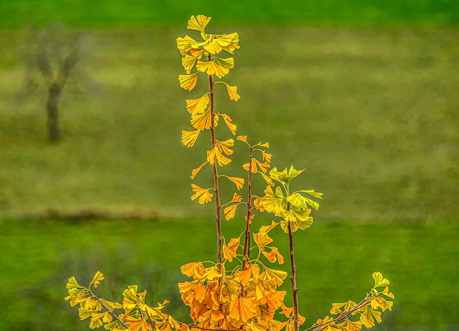 Die Spitze des Ginkgo-Baums 