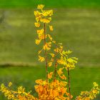 Die Spitze des Ginkgo-Baums 