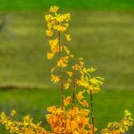 Die Spitze des Ginkgo-Baums 