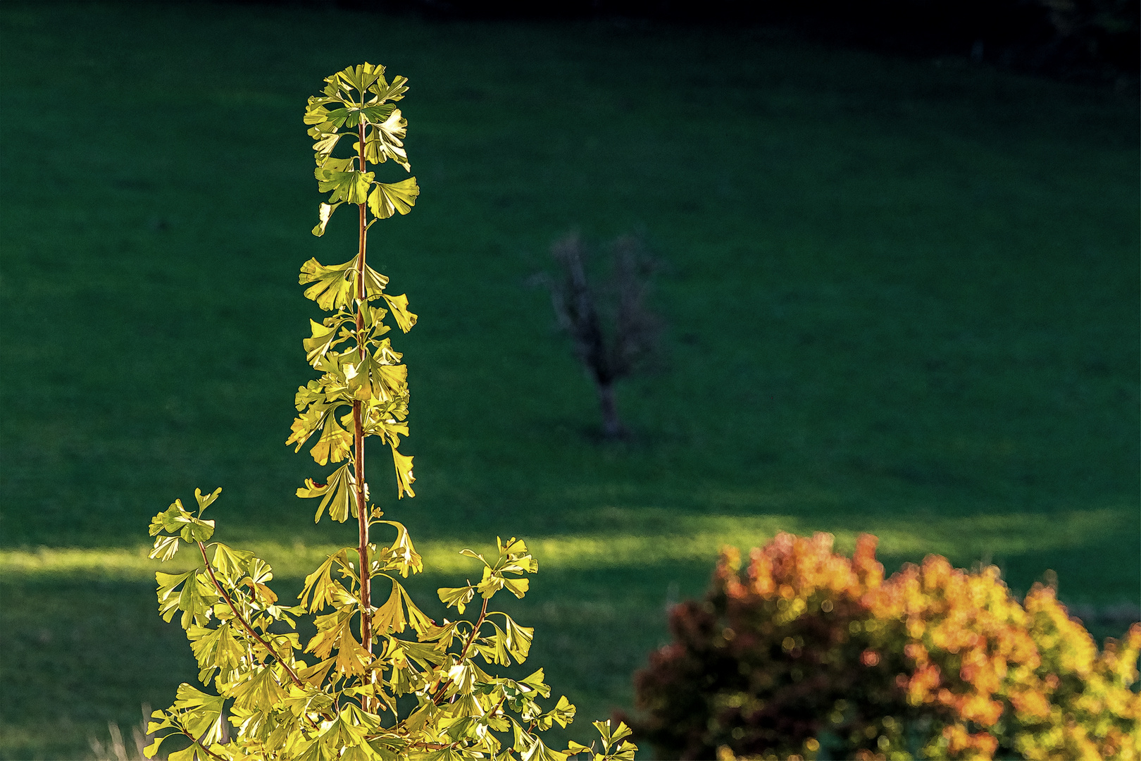 Die Spitze des Ginkgos unserer Nachbarin