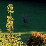 Die Spitze des Ginkgos unserer Nachbarin