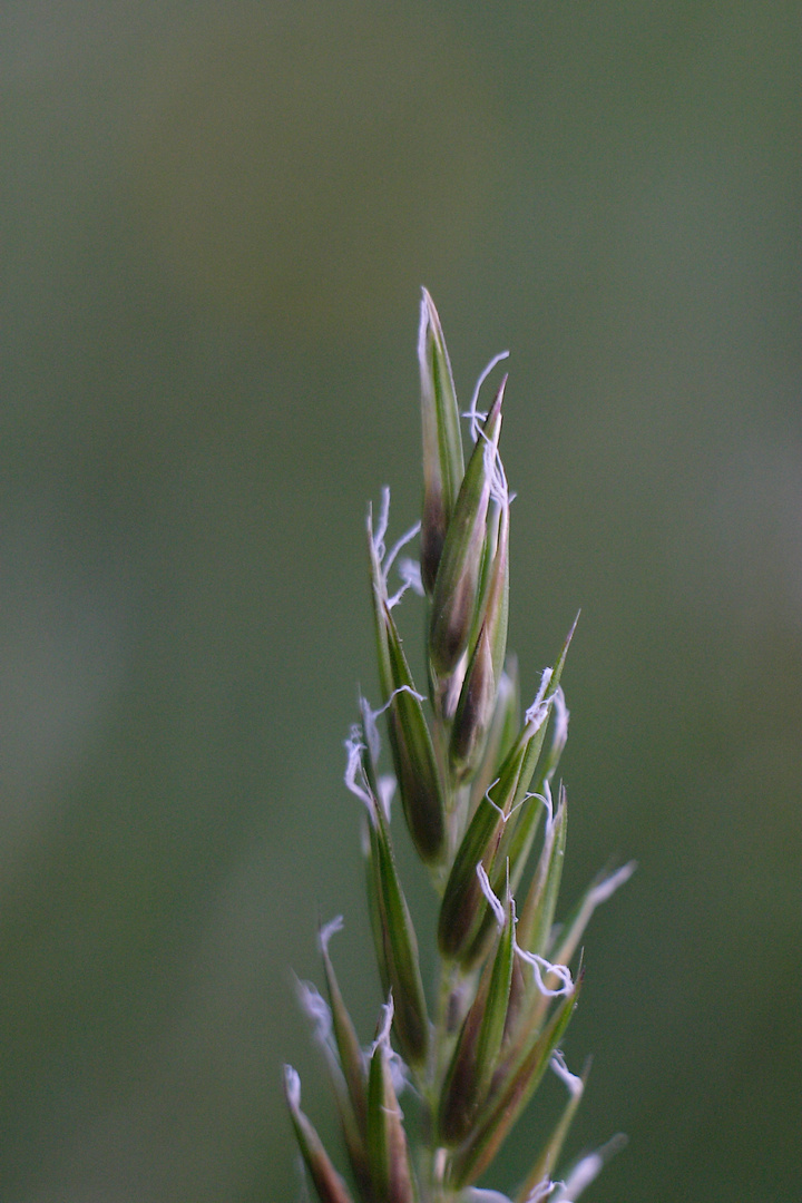 Die Spitze des Grashalms