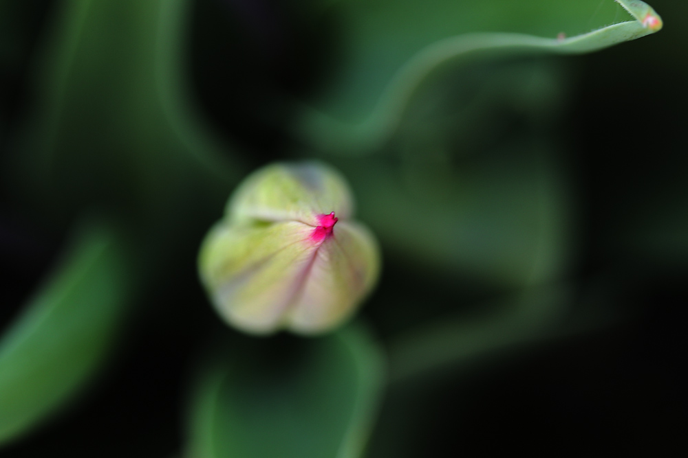 die Spitze einer Tulpenknospe