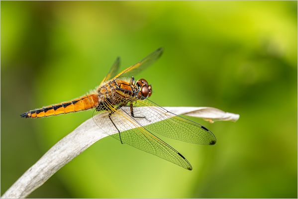 Die Spitzenfleck Libelle 