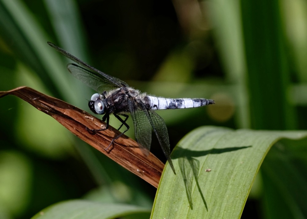 Die Spitzenfleck-Libelle - noch ein "Blauauge" unter den Libellen.