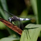 Die Spitzenfleck-Libelle - noch ein "Blauauge" unter den Libellen.