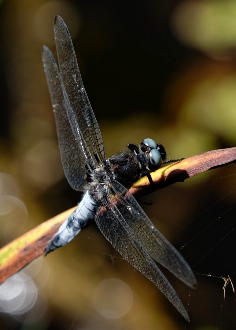 Die Spitzenfleck-Libelle - noch ein "Blauauge" unter den Libellen.