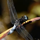 Die Spitzenfleck-Libelle - noch ein "Blauauge" unter den Libellen.