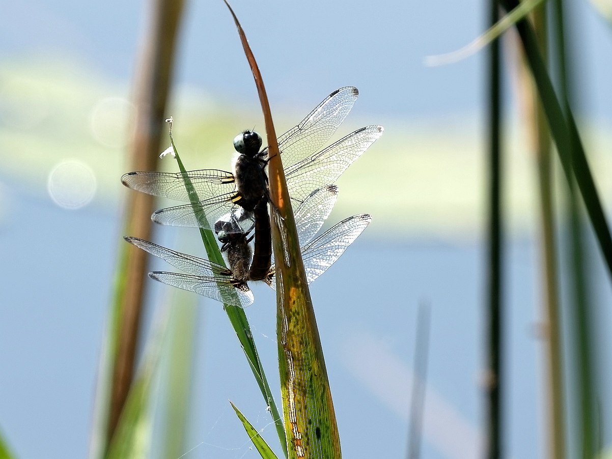 Die Spitzenflecklibelle 