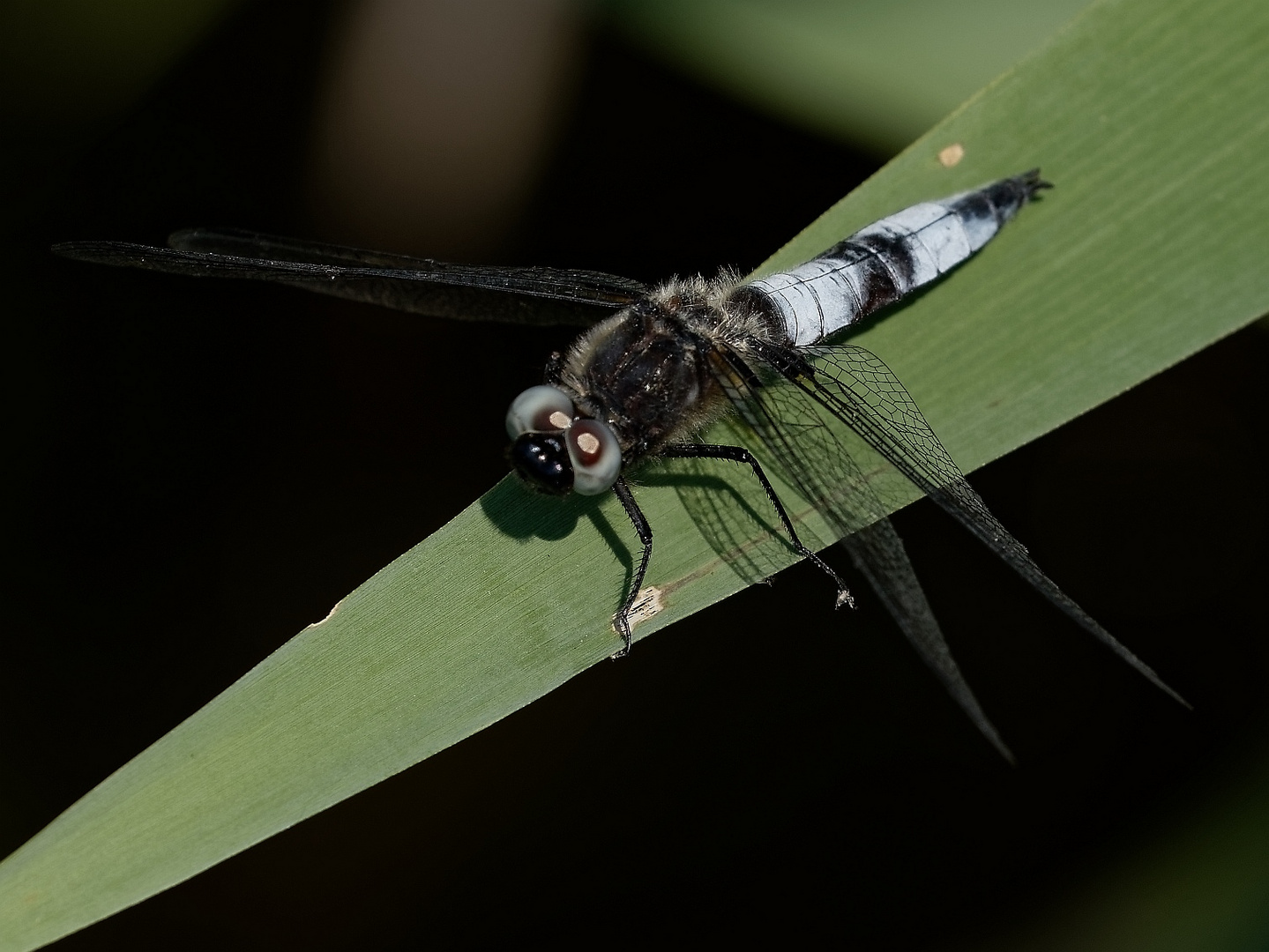 Die Spitzenflecklibelle 