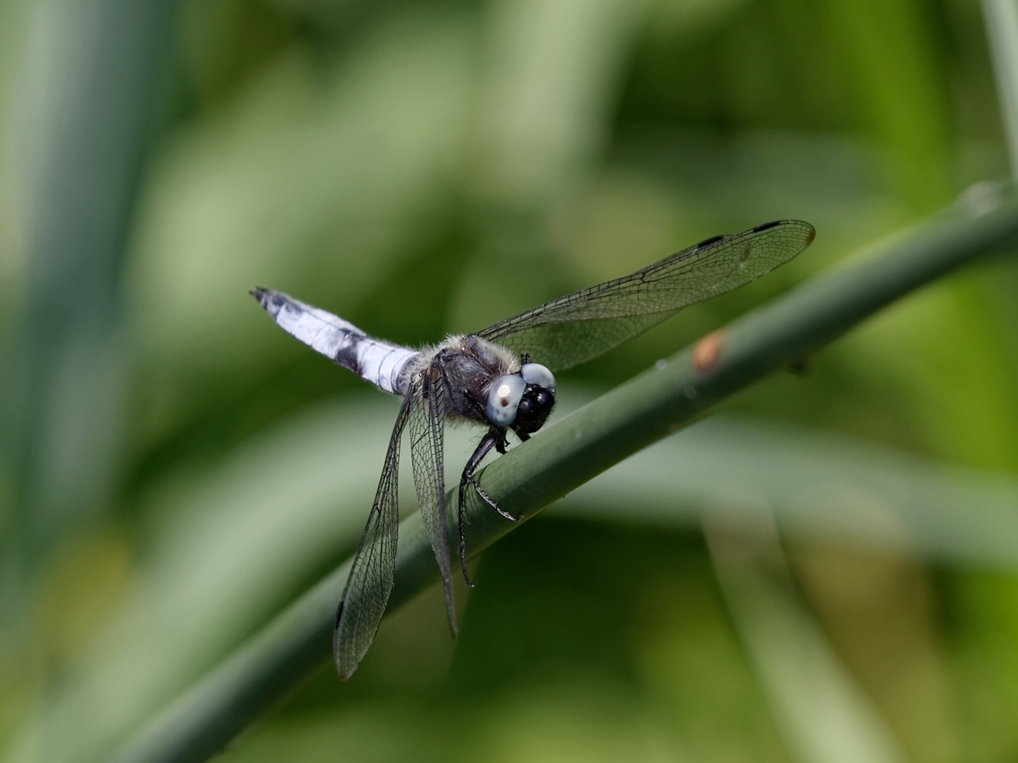 Die Spitzenflecklibelle - da hat sich das Warten gelohnt.