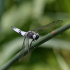 Die Spitzenflecklibelle - da hat sich das Warten gelohnt.