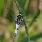 Die Spitzenflecklibelle - da hat sich das Warten gelohnt.