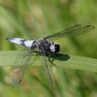 Die Spitzenflecklibelle - da hat sich das Warten gelohnt.