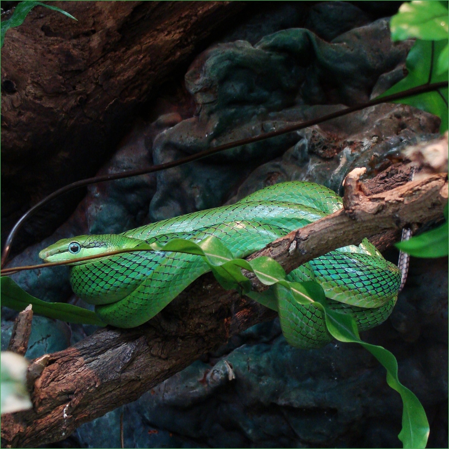 Die Spitzkopfnatter......., (Gonyosoma oxycephalum)