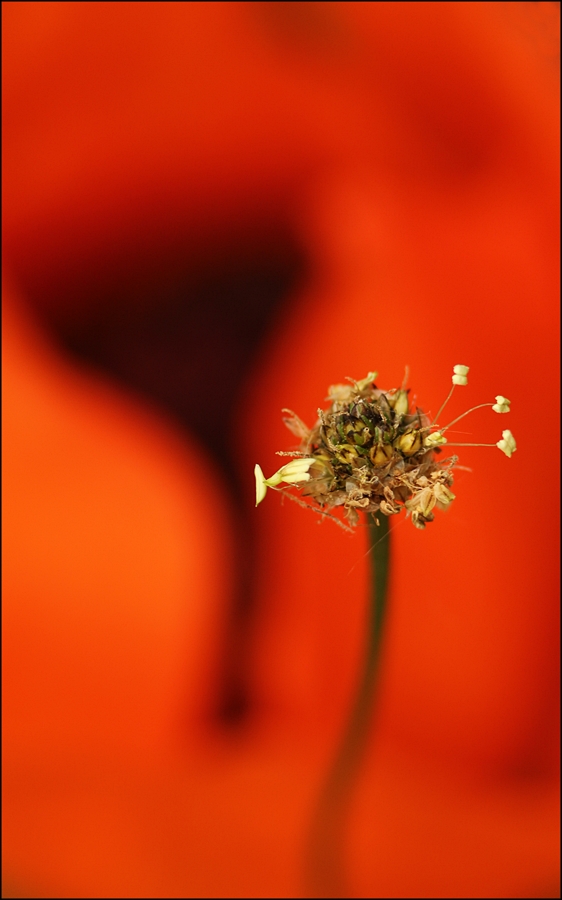 Die Spitzwegerichblüte ...